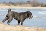 SHAR-PEI 717